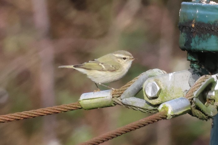 Hume's Warbler