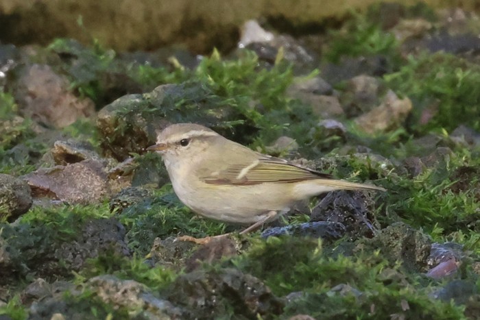 Hume's Warbler