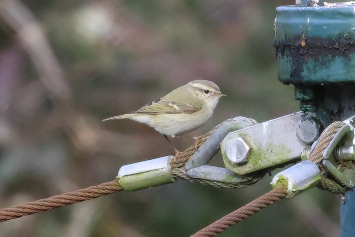Hume's Warbler