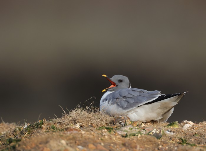 Sabine's Gull