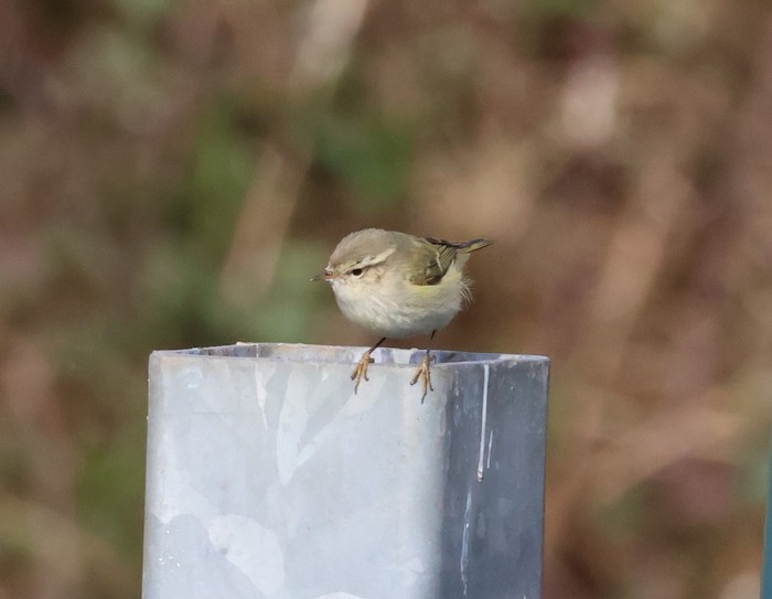 Hume's Warbler
