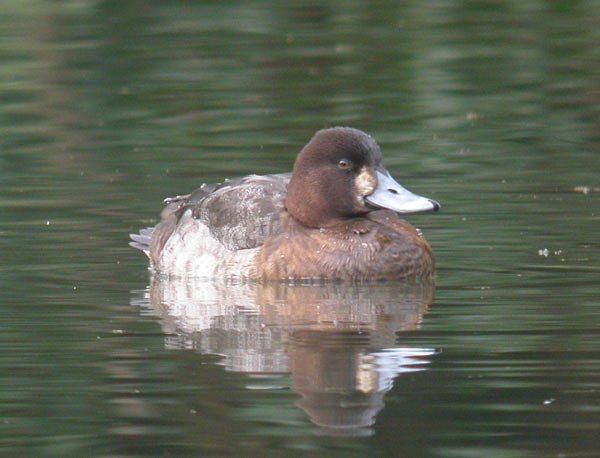 Lesser Scaup