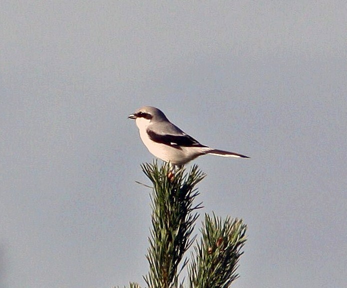 Great Grey Shrike