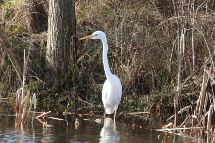 Great White Egret