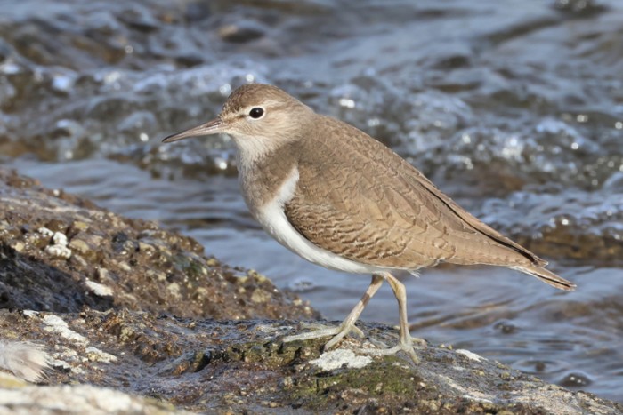 Common Sandpiper