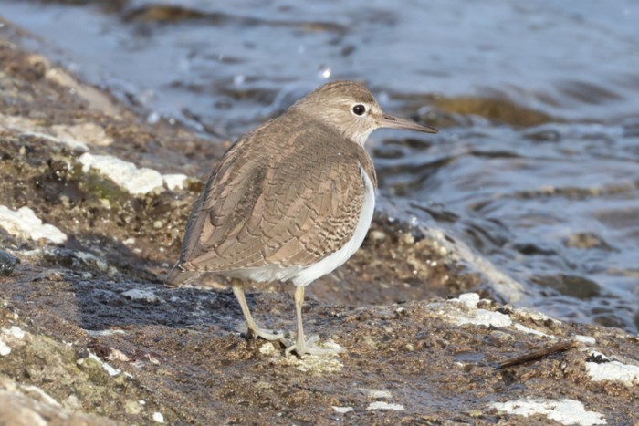 Common Sandpiper