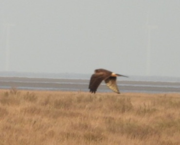 Pallid Harrier