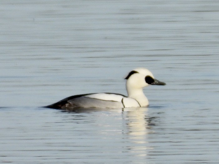 Smew