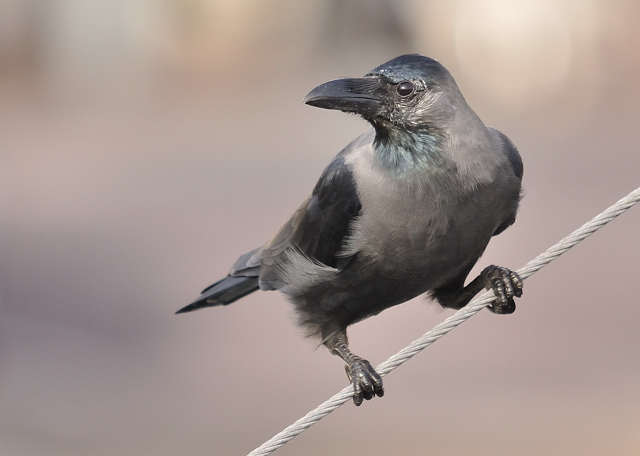 House Crow
