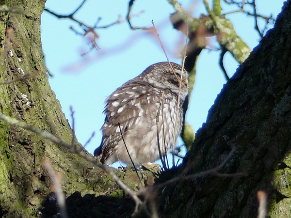 Little Owl