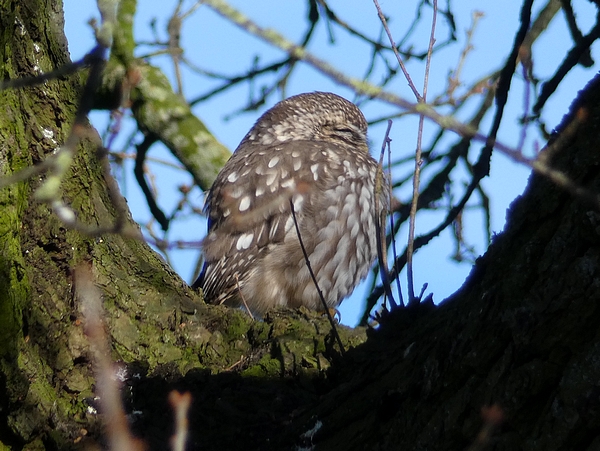 Little Owl