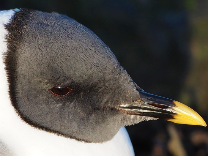 Sabine's Gull