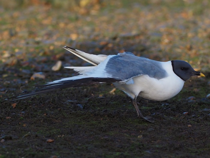 Sabine's Gull