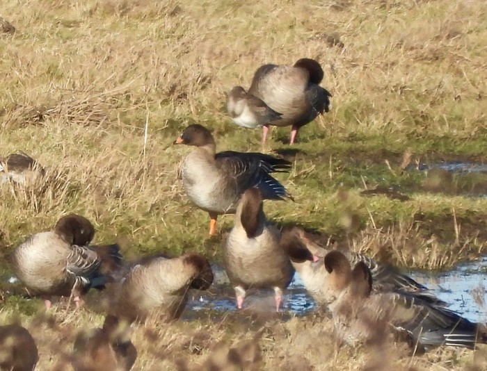 Tundra Bean Goose