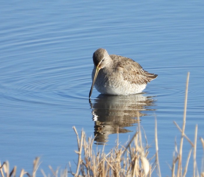 Long-billed Dowitcher