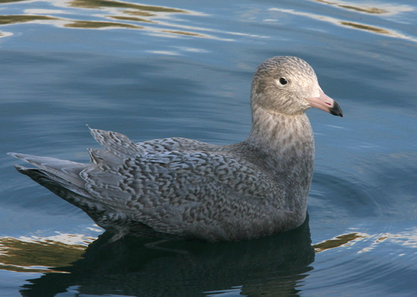 Glaucous Gull