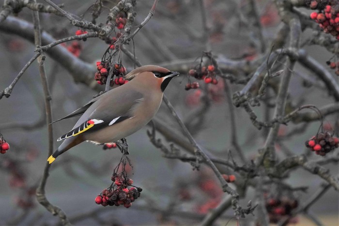 Waxwing