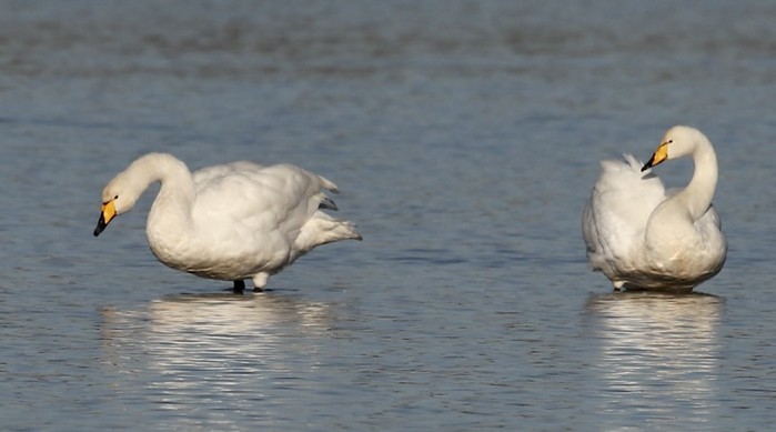 Whooper Swan