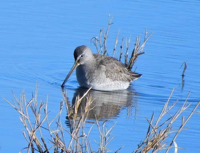 Long-billed Dowitcher