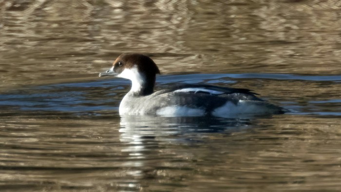 Smew