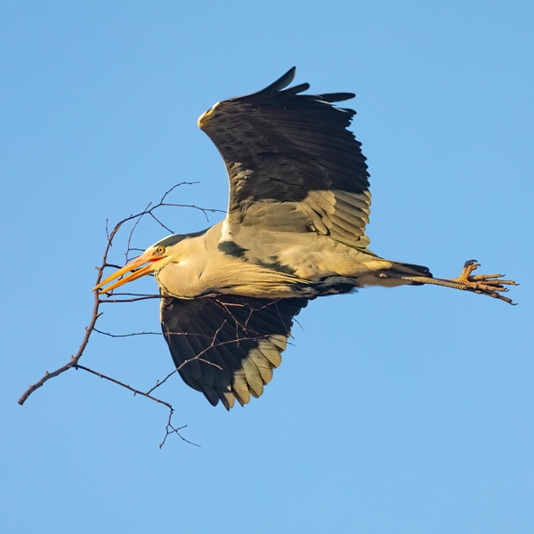 Grey Heron