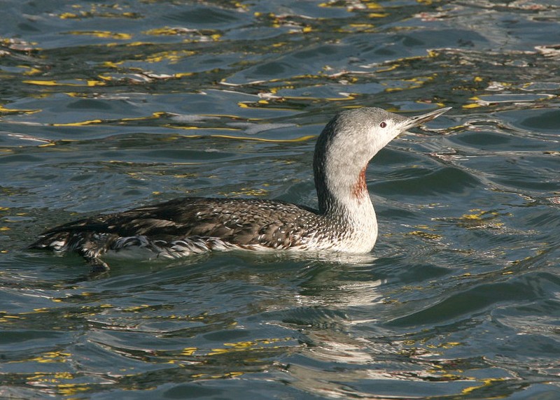 Red-throated Diver