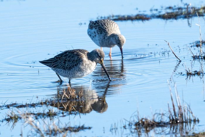 Long-billed Dowitcher