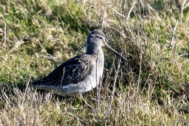 Long-billed Dowitcher