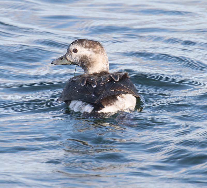 Long-tailed Duck