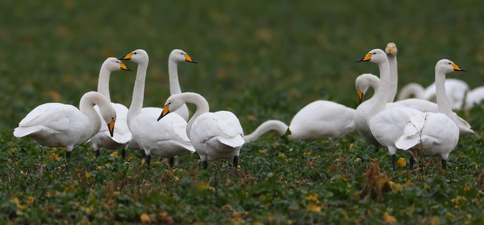 Whooper Swan