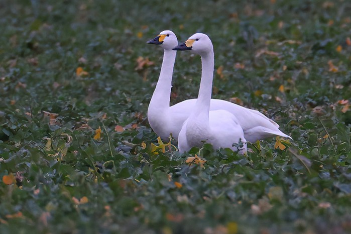 Bewick's Swan