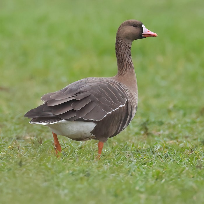 Russian White-fronted Goose