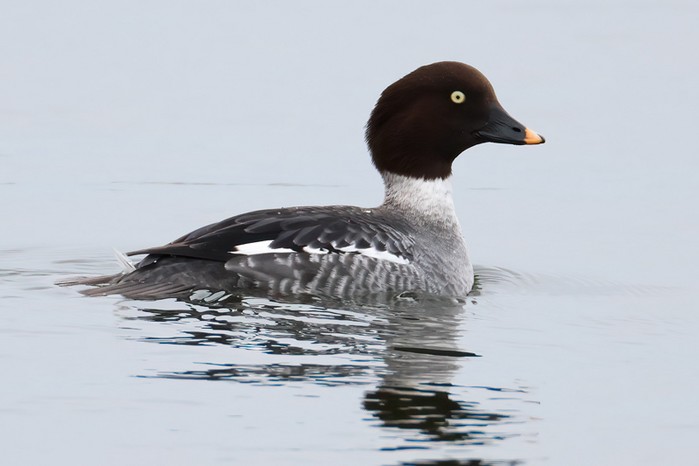 Goldeneye