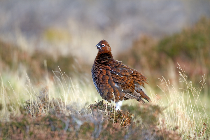 Red Grouse