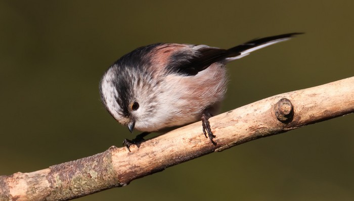 Long-tailed Tit