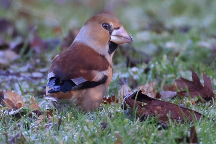 Hawfinch