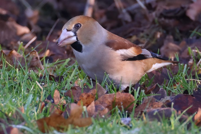 Hawfinch