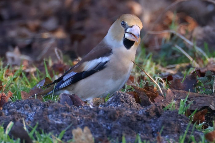 Hawfinch