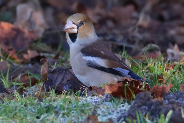 Hawfinch