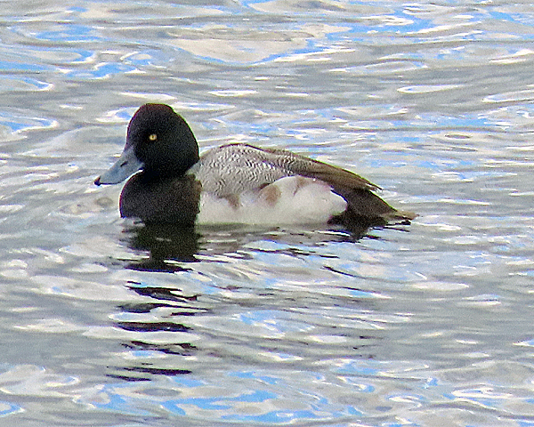 Lesser Scaup
