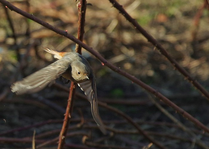 Black Redstart