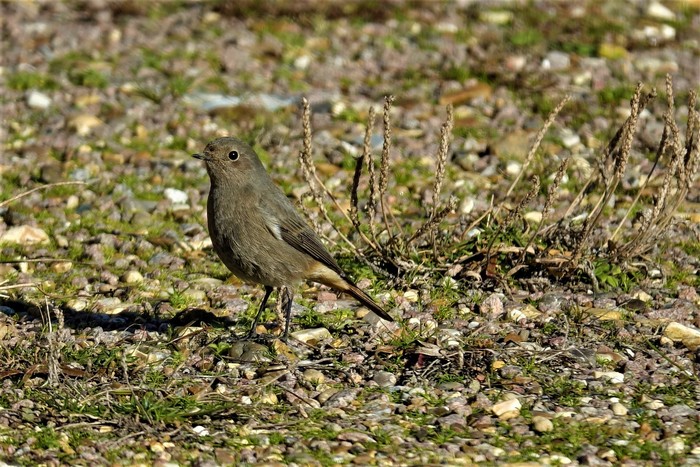 Black Redstart