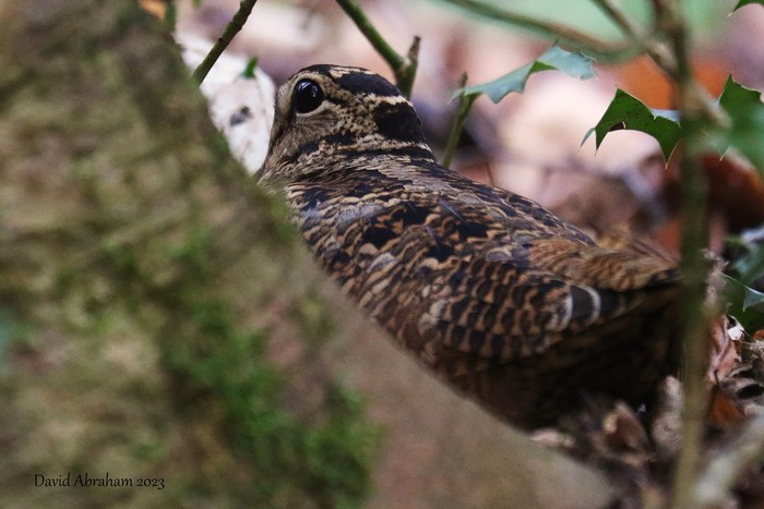 Woodcock 