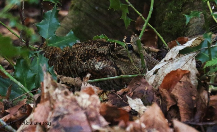 Woodcock 