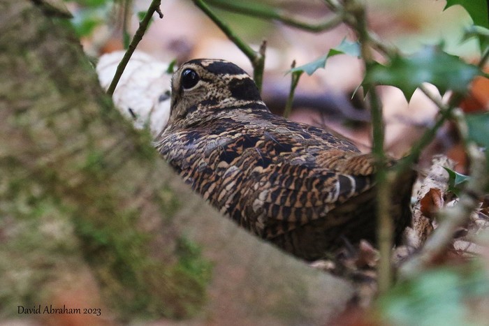 Woodcock