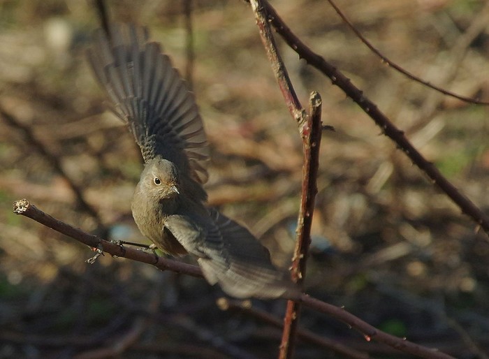 Black Redstart