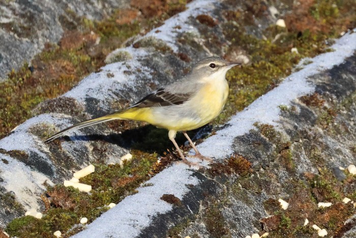 Grey Wagtail