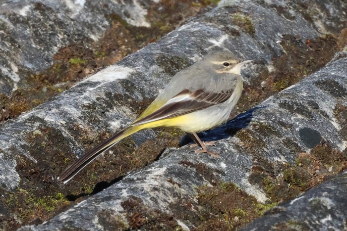 Grey Wagtail