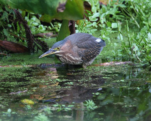 Green Heron