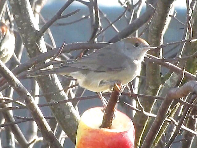 Blackcap